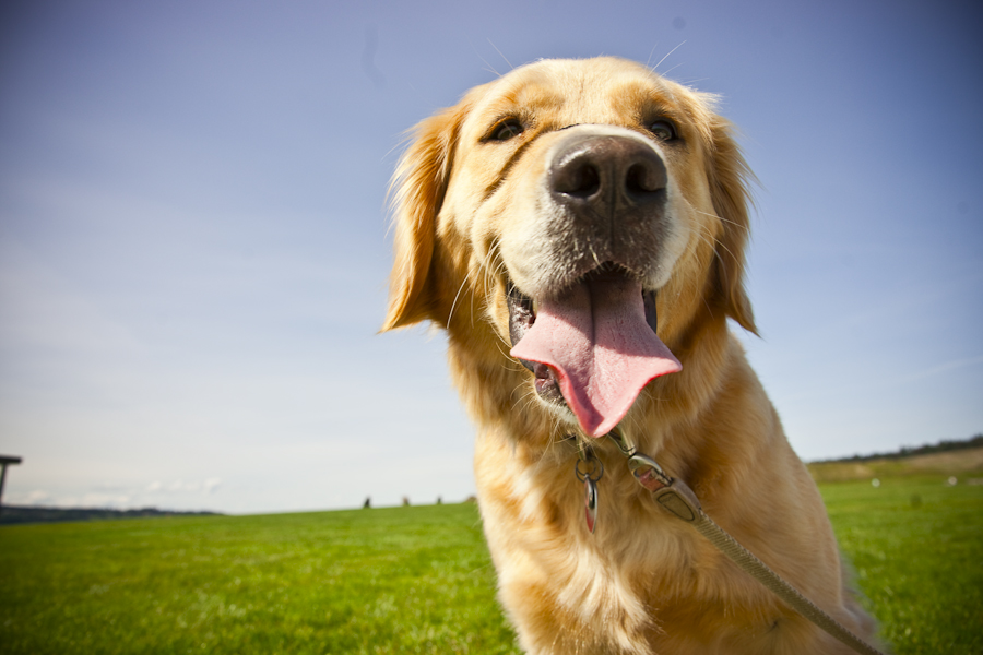 Golden Retriever Rosie Golden Retriever Rosie